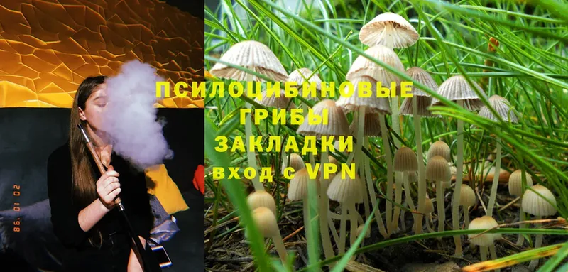 Галлюциногенные грибы Magic Shrooms  mega ONION  Татарск 